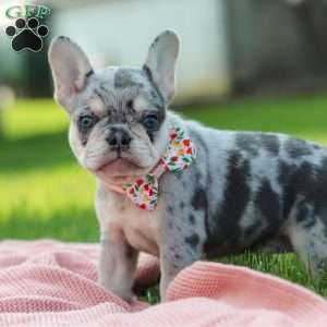 Dana, French Bulldog Puppy
